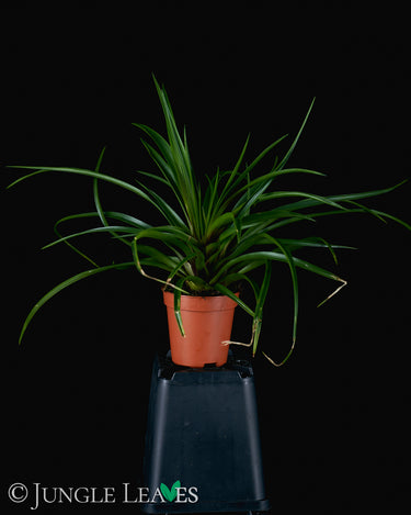 Tillandsia cyanea