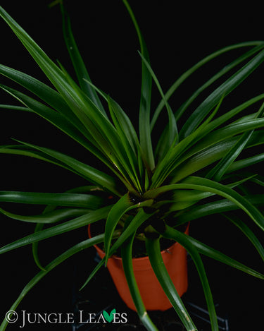 Tillandsia cyanea
