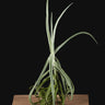 Tillandsia duratii