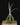 Tillandsia duratii
