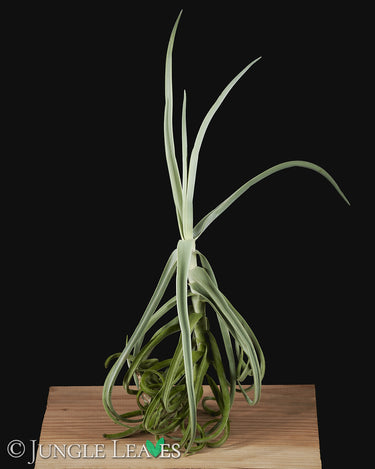 Tillandsia duratii