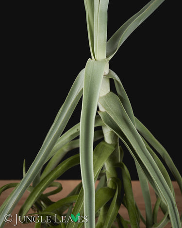 Tillandsia duratii