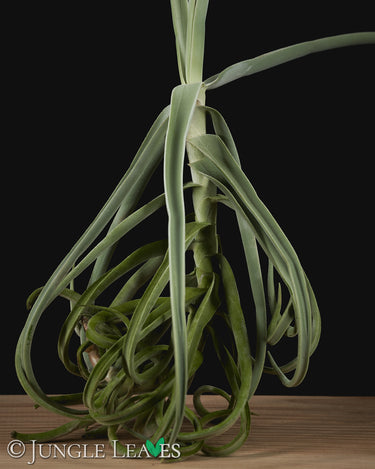Tillandsia duratii