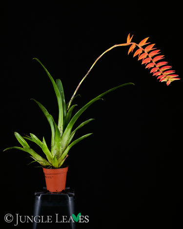 Tillandsia dyeriana