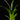 Tillandsia dyeriana
