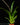 Tillandsia dyeriana