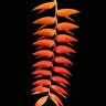 Tillandsia dyeriana