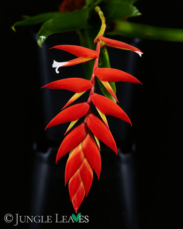 Tillandsia dyeriana