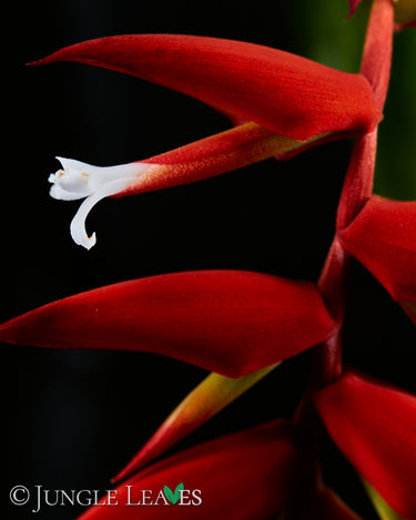 Tillandsia dyeriana