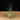Tillandsia filifolia