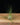 Tillandsia filifolia