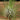 Tillandsia filifolia