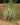 Tillandsia filifolia