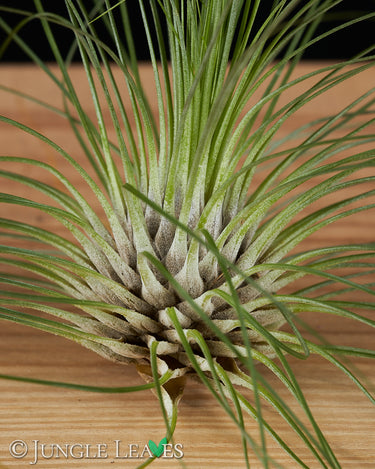 Tillandsia filifolia