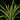 Tillandsia flabellata