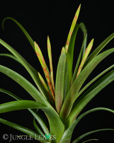 Tillandsia flabellata