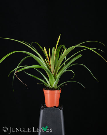 Tillandsia flabellata
