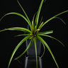 Tillandsia flabellata
