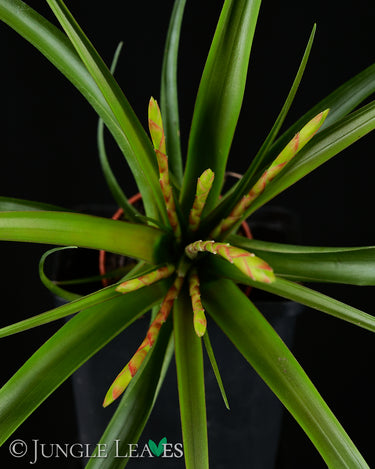 Tillandsia flabellata