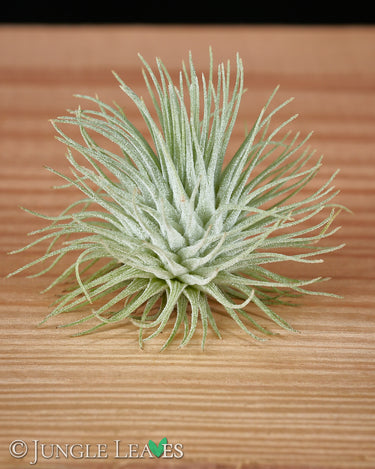 Tillandsia fuchsii var. fuchsii