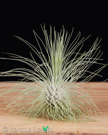Tillandsia fuchsii var. gracilis