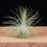 Tillandsia fuchsii var. gracilis