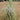 Tillandsia fuchsii var. gracilis