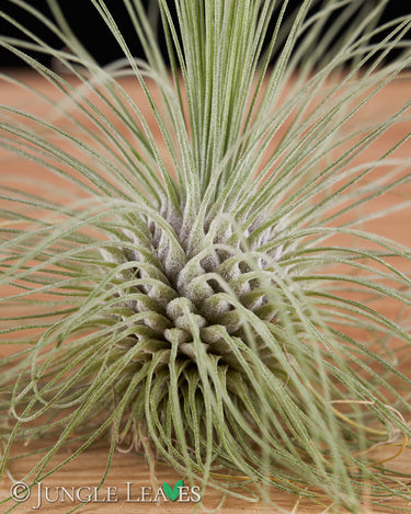 Tillandsia fuchsii var. gracilis