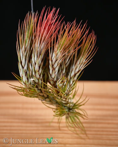 Tillandsia funckiana