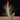 Tillandsia funckiana
