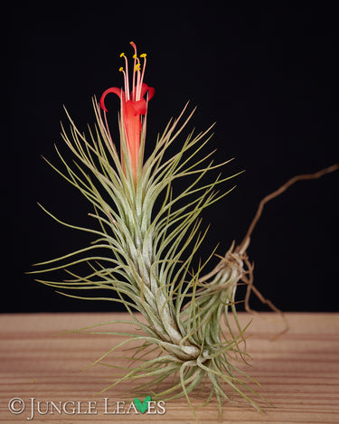 Tillandsia funckiana