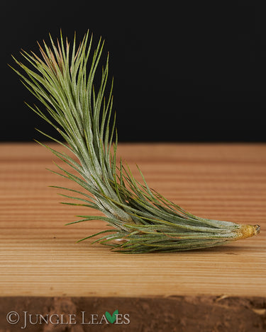 Tillandsia funckiana