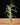 Tillandsia intermedia