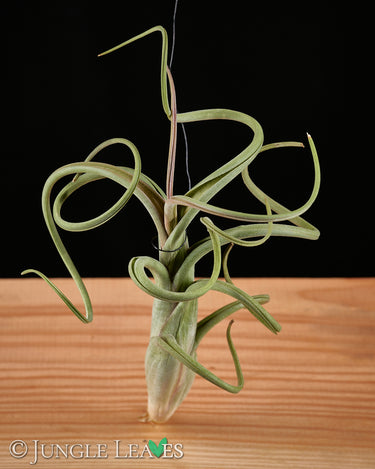 Tillandsia intermedia
