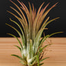 Tillandsia ionantha XL