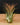 Tillandsia ionantha XL