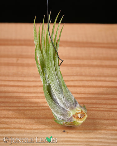 Tillandsia ionantha var scaposa