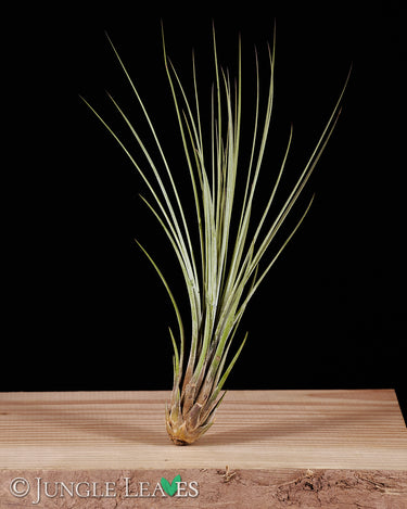 Tillandsia Set - Mittel