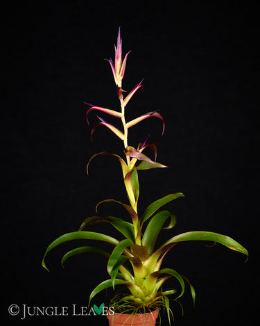 Tillandsia leiboldiana 'Mora'