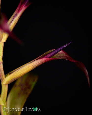 Tillandsia leiboldiana 'Mora'