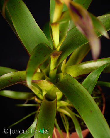 Tillandsia leiboldiana 'Mora'