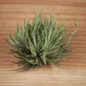 Tillandsia loliacea
