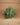 Tillandsia loliacea