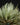 Tillandsia loliacea