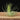 Tillandsia magnusiana S