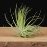 Tillandsia magnusiana S