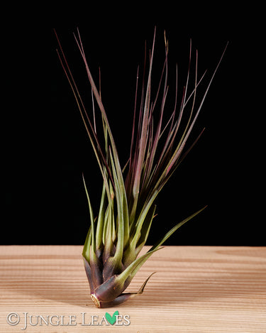 Tillandsia Set - Mittel