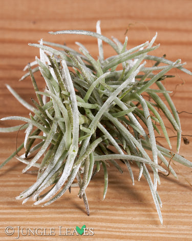 Tillandsia mollis
