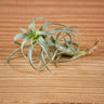 Tillandsia nana