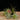 Tillandsia Set